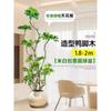 Planta en Maceta Grande de Interior de la Planta Perenne Schefflera Arborvitae para la Sala de Estar, Diseño de Pie