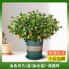 Nova Planta de Peixe Dourado Clorofito em Vaso com Botões de Flor, Fácil de Manter em Ambientes Internos ou na Varanda no Outono e Inverno, Planta Verde Resistente e Florífera para Todas as Estações