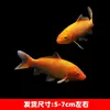 Alevines Vivos de Pez Dorado Ornamental Rojo y Blanco de Raza Pura para Agua Fría, Pez Ornamental Koi Rojo Resistente al Agua Dulce Tricolor