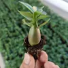 Resistente al Calor y al FríoRosa del Desierto de Flor Doble Perenne Flores de Interior en Maceta Plantas Verdes Fáciles de Cultivar Bonsái