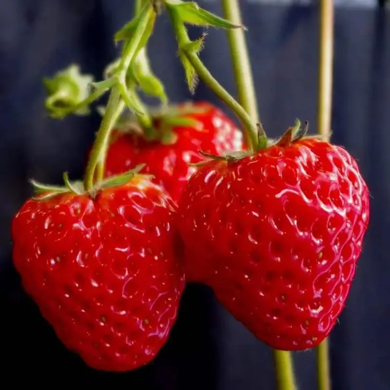 O1CN01C9nuvA2BSOl95FhAF_!!2213