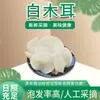 Especialidad del noreste Hongo de Jade Blanco productos secos hongo blanco al por mayor pieza individual hongo de bambú hongo comestible productos agrícolas y de la pesca Hongo Blanco