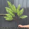 Plantas Verdes Artificiais para Casamento, Grama Aspargo Verde Estilo Floresta, Flores Artificiais Verdes, Materiais Florais Artificiais para Casamento, Série de Decoração para Salão de Casamento