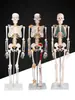 Modelo de Esqueleto Humano de 85cm x 180cm con Huesos Desmontables, Modelo de Columna Vertebral Humana, Pequeño Esqueleto Blanco de Muestra
