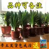 Planta Clívia Premium em Vaso com Botões de Flor, Planta de Interior Fácil de Cuidar, Mudas de Orquídea para Quatro Estações, Dez Flores Mais Valiosas para a Sala de Estar