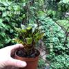 Piña Llena de Agua Linda Piña Colorida Tanque de Selva Tropical Plantas Acuáticas Ecológicas de Agua y Tierra Tanque para Reptiles Paisajismo Plantas Comunes