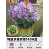 Plantas de Lavanda en Maceta con Flores, Plantas Repelentes de Mosquitos, Adecuadas para Plantar al Aire Libre en Verano, Florecen en Todas las Estaciones, Flores Fáciles de Cultivar, Hierbas Populares y Plantas Verdes