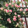 Mudas de Rosas Dropshipping Pátio Varanda Plantas Envasadas Rosa Flor Grande Perfumada Trepadeira de Rosas Flor de Rosa