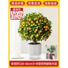 Plántulas de Árbol de Kumquat, Plantas en Maceta, Comestible con Piel Crujiente, Naranjas de Cuatro Estaciones, Flores de Interior y Plantas Verdes para la Sala de Estar, Enviado con Fruta
