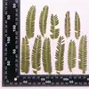 Hoja Hoja Pintura DIY Hojas Secas Naturales Marcadores de Libros Hechos a Mano Flores Secas Materiales Creativos Materiales de Especímenes de Plantas Hechos a Mano