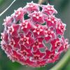 Orquídea Bola Planta Verde en Maceta con Brotes de Flores, Florales de Floración Cuatro Estaciones, Enredaderas Trepadoras de Interior, Hojas Verdes, Plantas de Orquídea Bola de Hoja de Corazón, Rollos de Orquídeas Colgantes