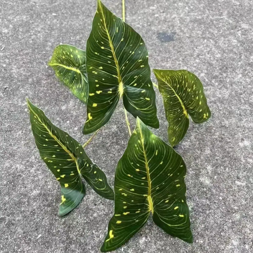 高枝彩芋叶 (3).jpg