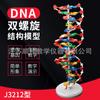 Modelo de estructura de doble hélice de ADN modelo de estructura molecular 60 cm grande instrumento de enseñanza de ciencias biológicas con base