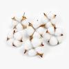 Venda quente Simulação de flores secas Cabeça de algodão branco Sala de estar Decoração pastoral Enfeites Arranjo de flores Adereços de tiro Material Acessórios florais