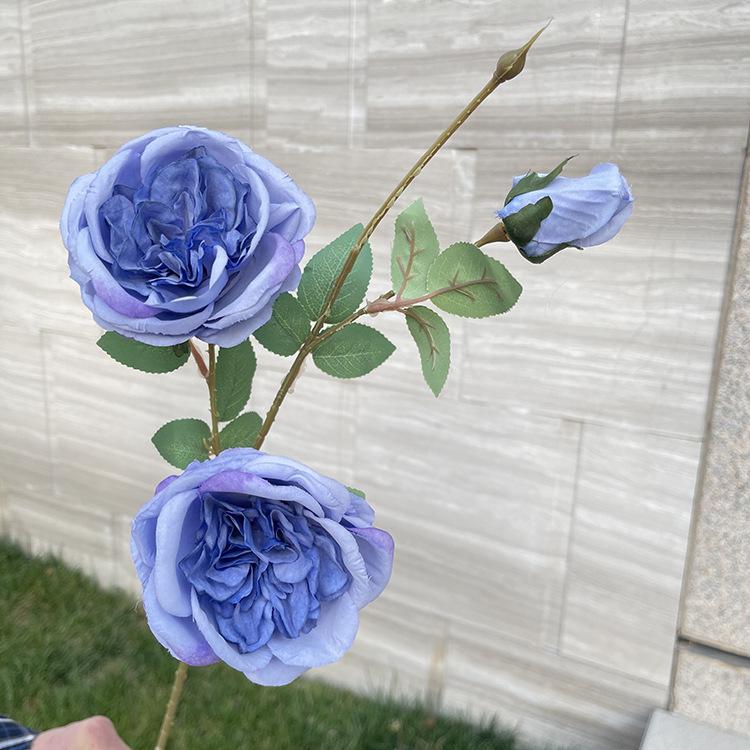 3头奥斯丁玫瑰-exxdx-紫蓝.JPG