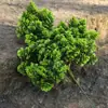 Estilo chinês arte floral em forma de galhos tuia bonsai folhas plásticas folhas de pinheiro cipreste galhos com folhas folhas de pinheiro fabricantes