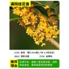 Plántulas de Osmanthus, Árboles Grandes, Osmanthus Todo el Año, Osmanthus Dorado, Plantas en Maceta de Osmanthus Rojo Número Uno, Plantación en Suelo de Patio Exterior, Árboles Preciosos, Fáciles de Cultivar