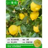 Mudas Pequenas de Limão Laranja Verde de Hainan Mudas de Semente de Limão Kumquat Em Vasos Sala de Estar Interna Varanda Árvore Frutífera Mudas de Frutas o Ano Todo