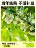 Envío directo de plantones de ginkgo con hojas verde doradas tempranas, adecuados para plantar en patios y villas, se pueden cultivar tanto en el norte como en el sur, grandes árboles ornamentales paisajísticos en macetas