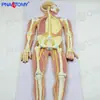 Medalha do Sistema Nervoso Humano Cérebro Neural Coluna Vertebral Cérebro Modelo de Anatomia Neural Ensinamento de Neurociência