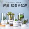 Maceta Recta Personalizada Florero Cactus Jardinería Botella Suculenta Jarrón de Vidrio Hidropónico Escritorio Transparente Planta Botella Ecológica