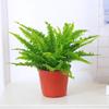 Dropshipping Helecho Nido de Ave Helecho en Maceta Follaje de Interior Planta Verde Flor Sala de Estar Oficina Escritorio de Empresa Planta Novedad