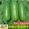 Semillas de Melón de Invierno Pequeño Verde Temprano Semillas de Melón Trepador para Balcón y Patio Maduración Temprana Primaverales y Otoñales Semillas de Verduras de Alto Rendimiento