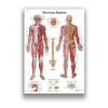 Pôster de Anatomia do Sistema Muscular Humano Decoração de Parede Médica Humana Pintura Impressão Educação Médica Escritório Pintura Pendurada