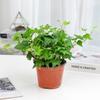 Kudzu Plateado de Hoja Grande con Manchas Pequeñas Planta Verde Colgante Hidropónica de Hoja Pequeña Flor de Larga Enredadera Potos Absorbe Formaldehído Planta en Maceta de Escritorio de Oficina