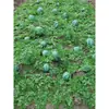 Melancia Artificial Melancia Falsa Modelo de Fruta Brinquedo Adereço Black Beauty Melão Kirin Melancia Grande Decoração de Loja de Frutas