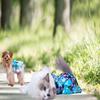 Ropa para mascotas personalizada de fábrica, suministro directo transfronterizo, faldas para perros de estilo hawaiano lindo que los gatos pueden usar