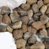Juguetes de Excavación Arqueológica de Fósiles Naturales Caja Sorpresa Fósiles de Animales y Plantas Marinas Paleontológicas Dientes Esqueleto Piedra Bruta Venta al por Mayor