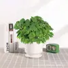 Flor Mimosa em Vaso Pequeno Planta de Interior Varanda Mimosa Muda Pronta com Raízes Folhagem Verde Interessante Mimosa