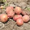 Patatas rojas de piel, amarillas por dentro, frescas de Yunnan, recién cosechadas 10/ 1.5kg semillas de patata pequeñas, patatas cultivadas en granja, venta al por mayor