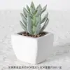 Suculentas Simuladas Personalizadas Cerámica Bonsái Plantas Verdes Escandinavas Adornos Hogar Interior Sala de Estar Flores Falsas Suculentas Plantas en Maceta