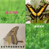 Especímenes de Mariposas Reales para Práctica, Mariposas Originales con Alas Sin Abrir, Materiales DIY para Espécimenes de Insectos, Mariposas Monarca, Insectos Originales, Mariposas Cola de Golondrina