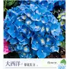Planta de Hortensia en Maceta con Capullos de Flor, Plántulas de Flor Endless Summer, Flores para Todas las Estaciones, Balcón, Patio, Plantas Verdes de Interior en Flor