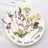 Forma Natural Ramas de Flores Mixtas Flores Secas en Relieve Muestras Materiales Decorativos DIY Hechos a Mano Colección de Plantas Pinturas Decorativas