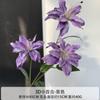 Impressão 3D Vintage pequeno lírio azul roxo lírio de casamento flor artificial adereços de foto decoração de casa flor de mesa