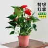 Bambu da Sorte, Bambu Lótus, Plantas em Vasos para o Escritório, Plantas que Simbolizam Avanço na Carreira, Bambu Micro-Paisagem, Plantas Verdes de Mesa, Bonsai Fácil de Cuidar