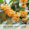 Una pieza de plantones de osmanthus, osmanthus dorado de agosto, osmanthus, patio, casa grande, plantas en maceta resistentes al frío, cuatro
