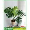 Costela-de-Adão Hidropônica, planta grande em vaso para a sala de estar, planta verde de interior fácil de cuidar, folhagem perene de folhas grandes, planta tolerante à sombra, purificador de ar