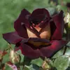 Dropshipping de Plántulas de Rosa Hacker, Flores de Rosa en Maceta Florecientes, Plantas Trepadoras, Plántulas de Rosa Trepadora, Plantas Verdes
