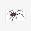 Adesivos de Tatuagem Halloween Aranha Negra Transfronteiriços para Homens e Mulheres Europeias e Americanas Meninas Quentes Adesivos de Tatuagem Personalizados
