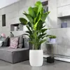 Celebridade da Internet Ave-do-Paraíso Planta Grande de Vaso para Interior Strelitzia Reginae Sala de Estar Escritório Planta Verde Grande de Vaso Mudas de Ave-do-Paraíso