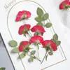 Rosa Lado Prensado Flor de Rosa Flor Prensada Planta de Enseñanza para Niños Pequeños Material de Espécimen Pegamento Flor Seca Funda para Teléfono Móvil DIY