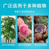 Huayuekang Solución Nutritiva Universal de Plantas Sin Diluir, Pequeño Fertilizante Foliar para Prevenir la Deficiencia de Nutrientes, Fertilizante Esencial para Jardinería Casera