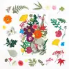 Conjunto de espécimes de flores de plantas secas, flores prensadas naturais para decoração DIY, marcadores de página de flores prensadas, espécimes de plantas para fundição em resina