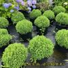 Planta en Maceta Bola de Pino, Ciprés en Forma de Bola de Pino para Interiores y Exteriores, Planta Verde Pequeña, Perenne Todo el Año, Buena Calidad del Aire