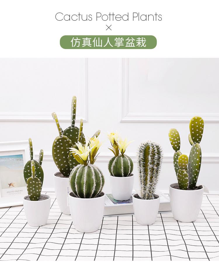 仙人掌小盆栽_01.jpg